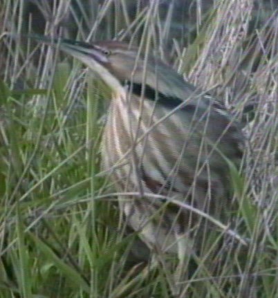 Bittern, American 3