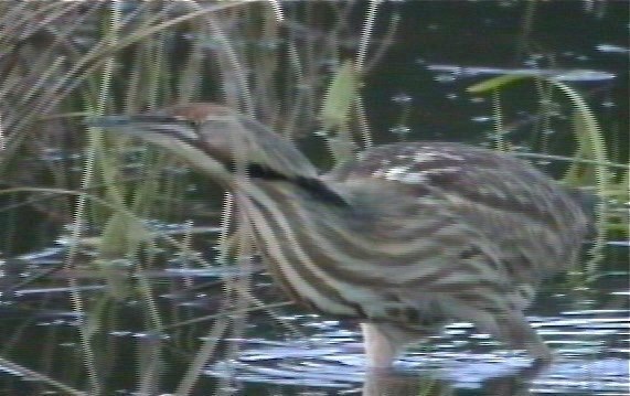 Bittern, American 4