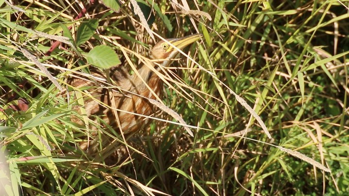 Bittern, American (Washington) 3