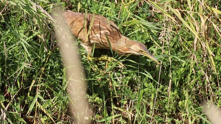 Bittern, American (Washington) 4