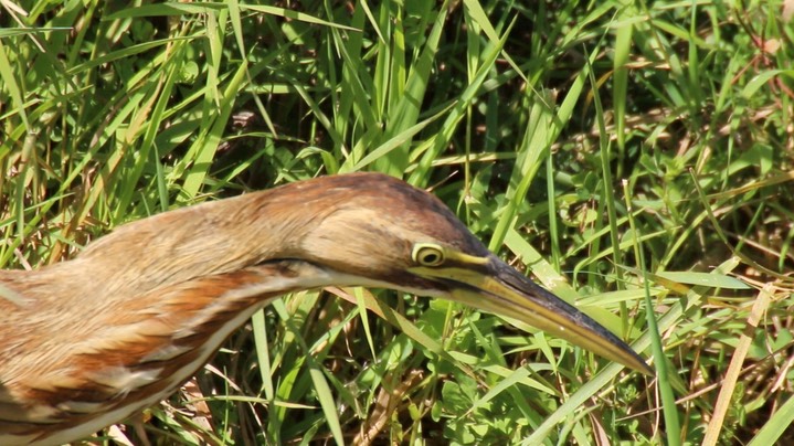 Bittern, American (Washington) 5