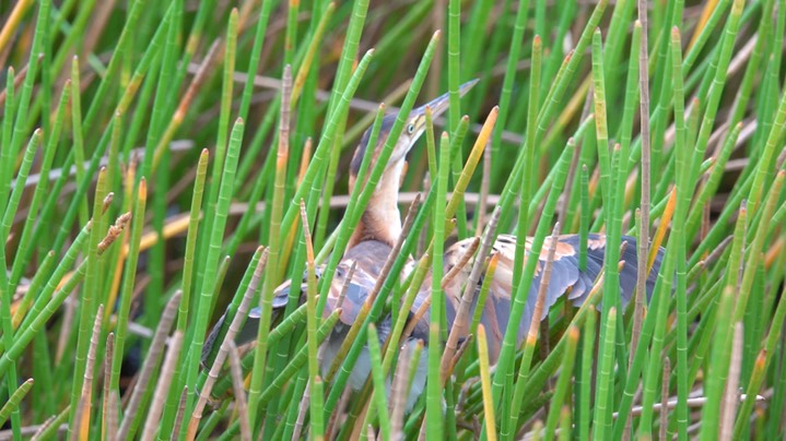 Bittern, Least (Belize 2021) a