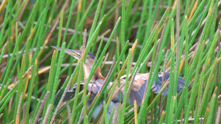 Bittern, Least (Belize 2021) b