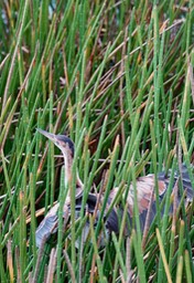 Bittern, Least. Ixobrychus exilis2