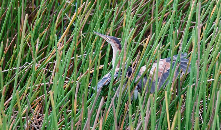 Bittern, Least. Ixobrychus exilis