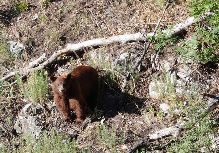 Black Bear