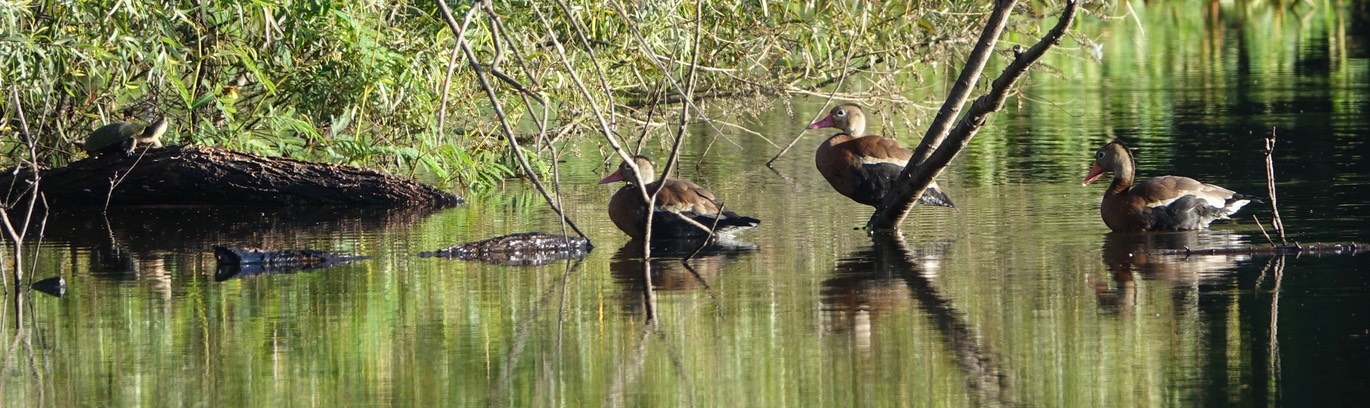 Black-bellied Whistling-Duck