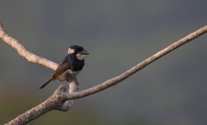 Black-breasted Puffbird