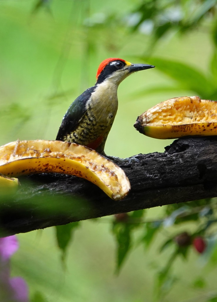 Black-cheeked Woodpecker1