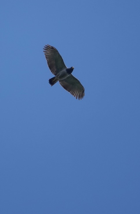 Black-chested Buzzard Eagle