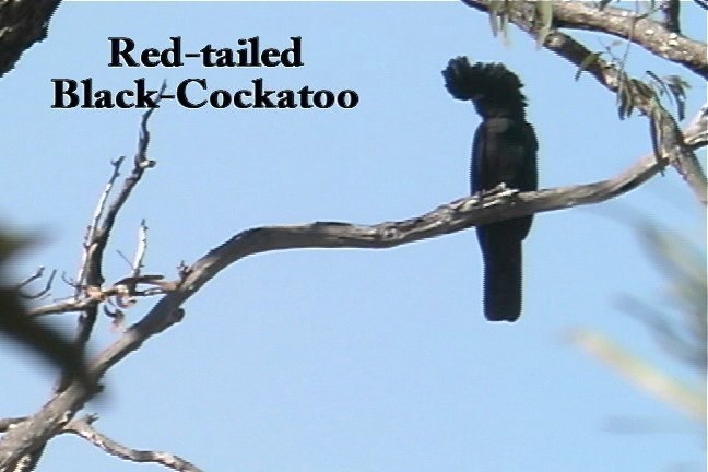 Black-Cockatoo, Red-tailed 1