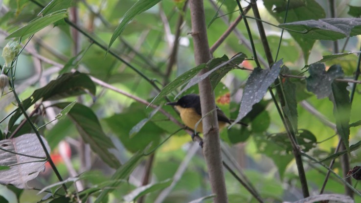 Black-headed Tody-Flycatcher    i1