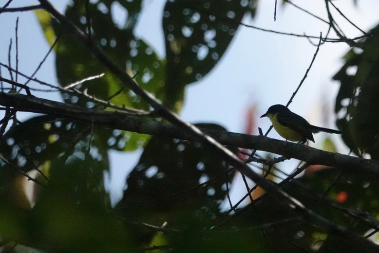 Black-headed Tody-flycatcherf2