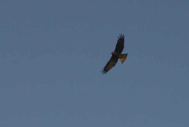 Black Kite, Milvus migrans2