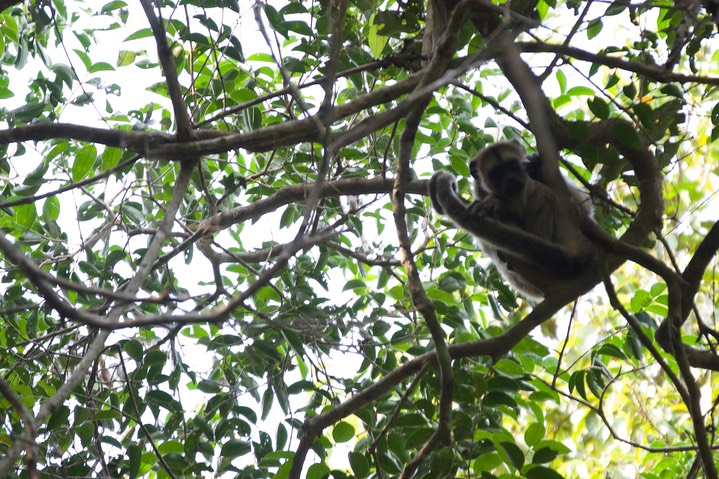 Black Striped Capuchin, Sapajus libidinosus