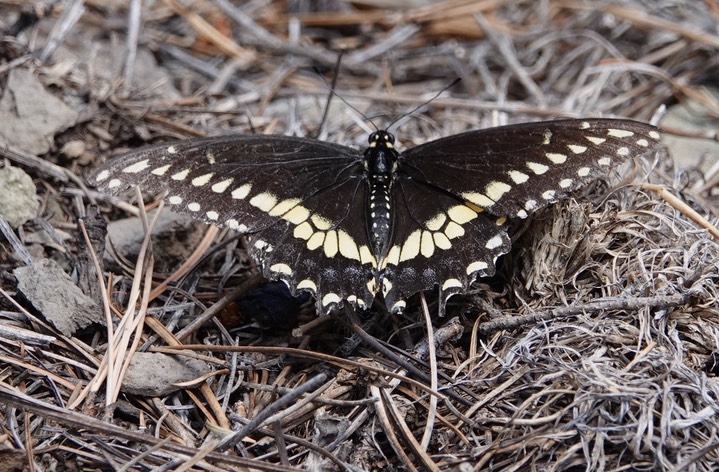 Black Swallowtail , Papilio polyxenes a