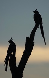 Black-throated Magpie-Jay, Rancho Primavera, Jalisco3