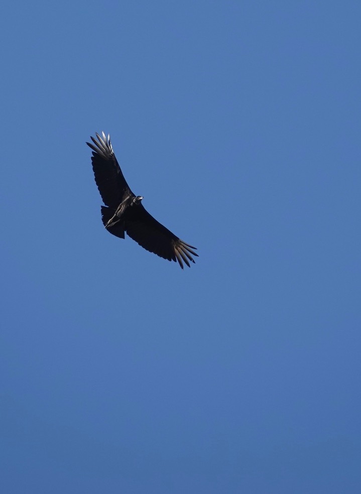  Black Vulture, Coragyps atratus    2