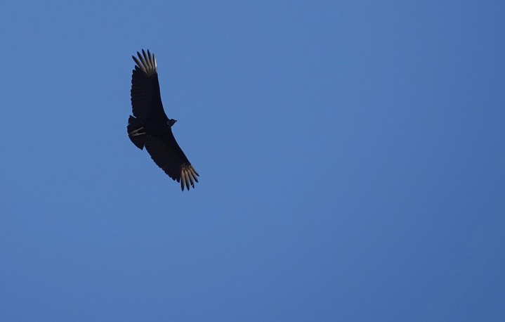  Black Vulture, Coragyps atratus    3