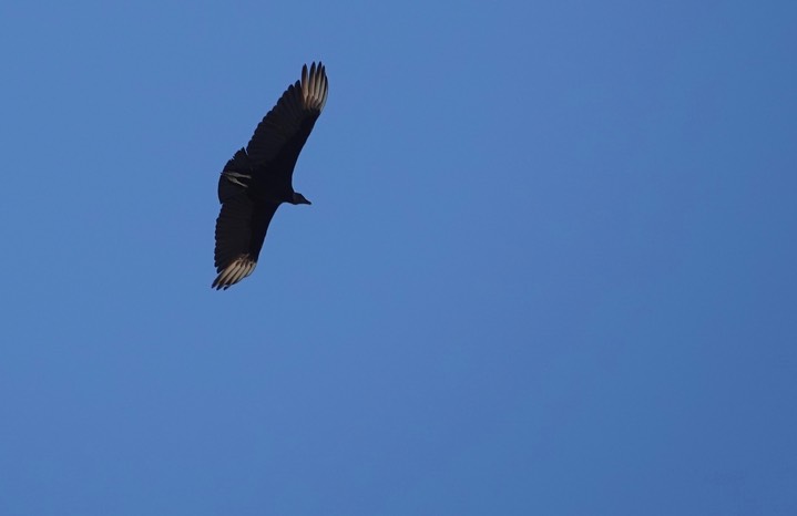  Black Vulture, Coragyps atratus    4