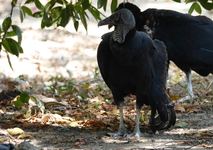 Black Vulture, Coragyps atratus7