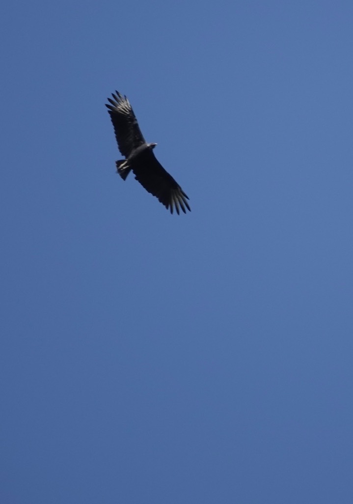 Black Vulture, Coragyps atratus2