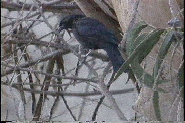 Blackbird, Austral