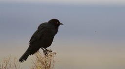 Blackbird, Brewer's (Oregon) 1