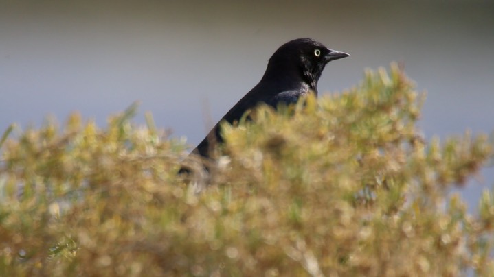 Blackbird, Brewer's (Oregon)