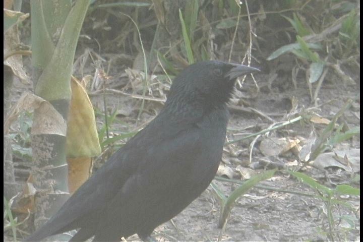 Blackbird, Chopi