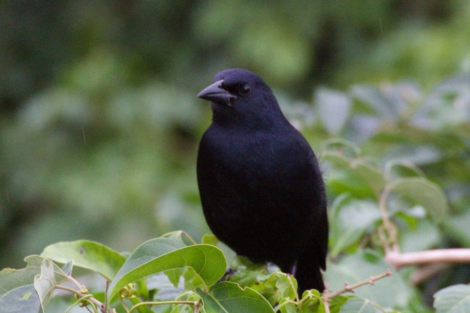 Blackbird, Melodious1