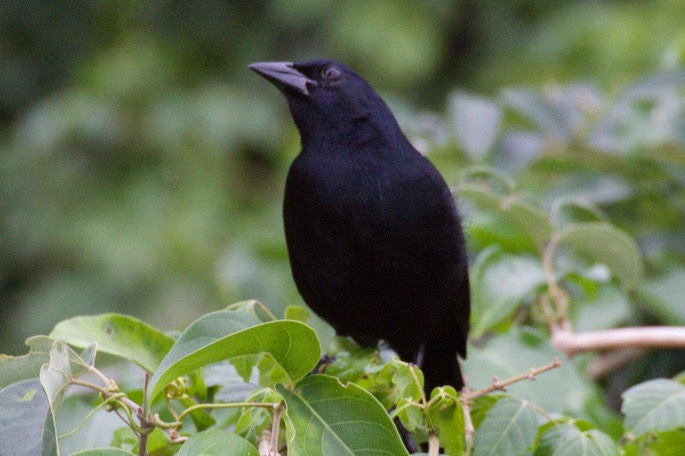 Blackbird, Melodious2