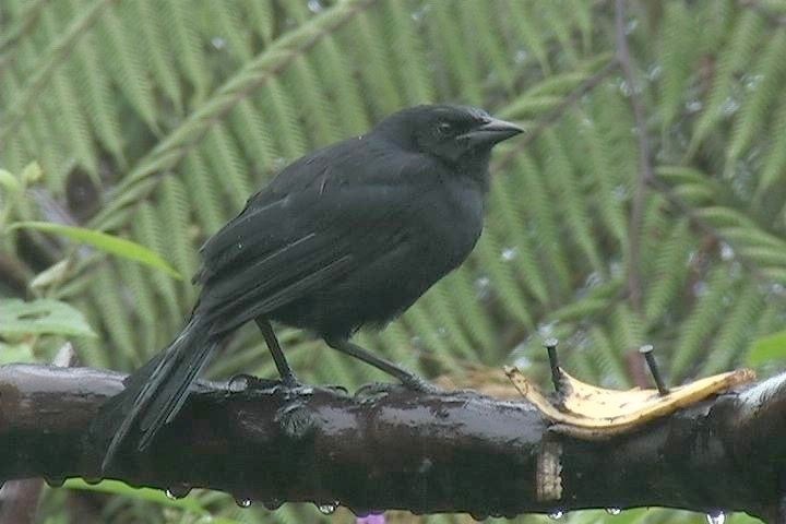 Blackbird, Melodious