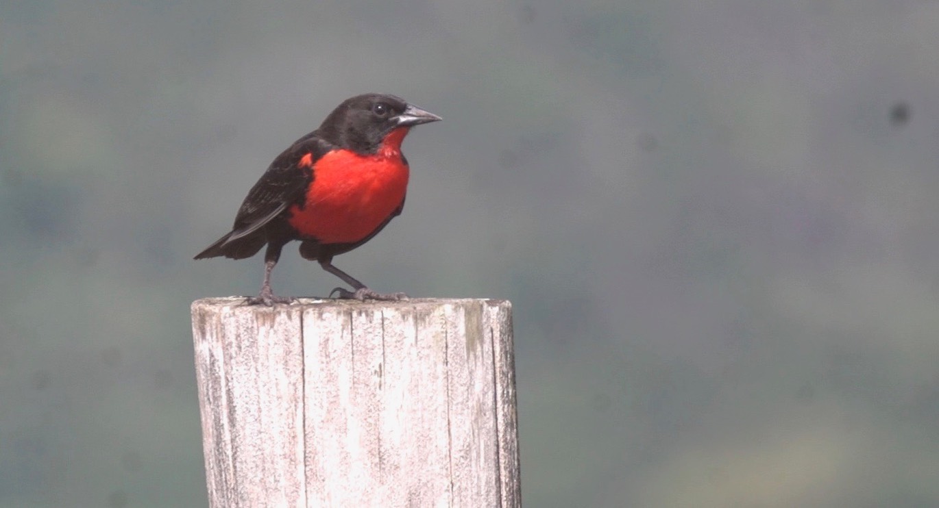 Blackbird, Red-breasted 1