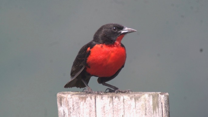 Blackbird, Red-breasted 2