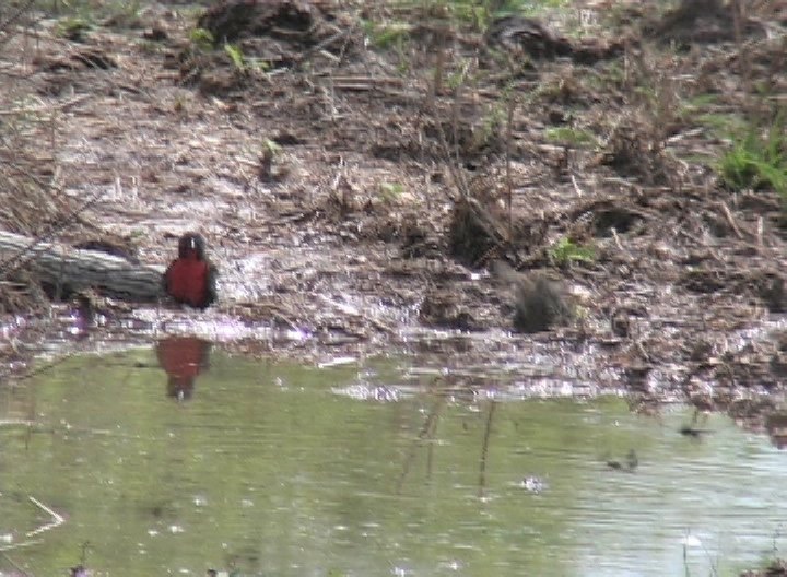 Blackbird, Red-breasted