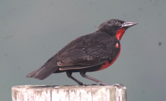 Blackbird, Red-breasted 3