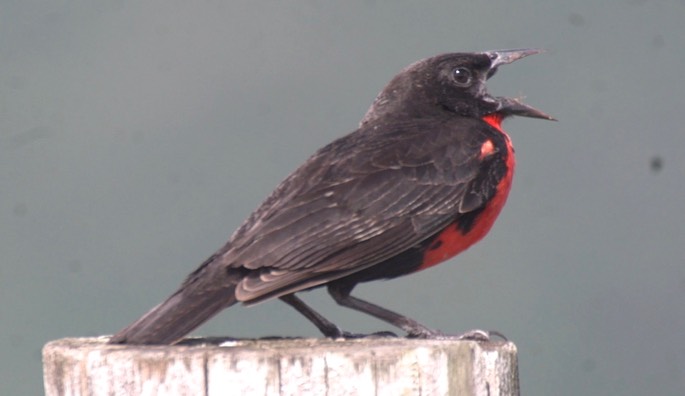 Blackbird, Red-breasted 4