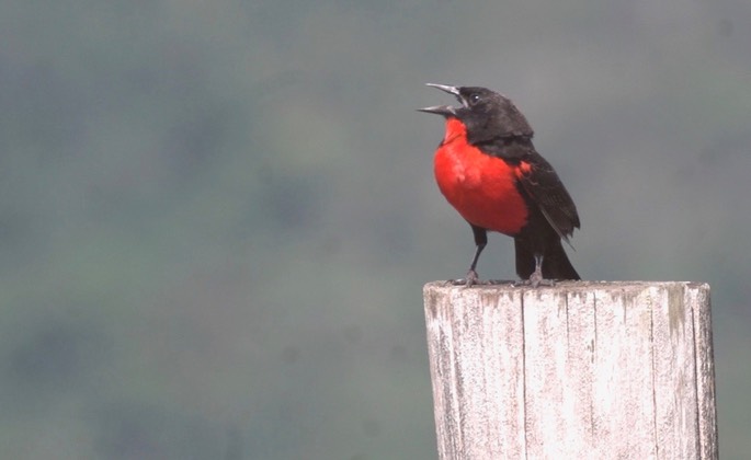 Blackbird, Red-breasted