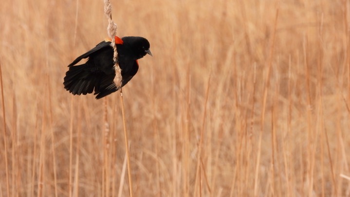 Blackbird, Red-winged - Kansas 2022 5