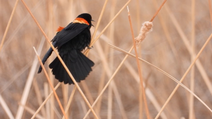 Blackbird, Red-winged - Kansas 2022 3