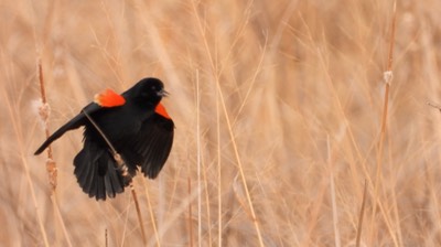 Blackbird, Red-winged - Kansas 2022 2
