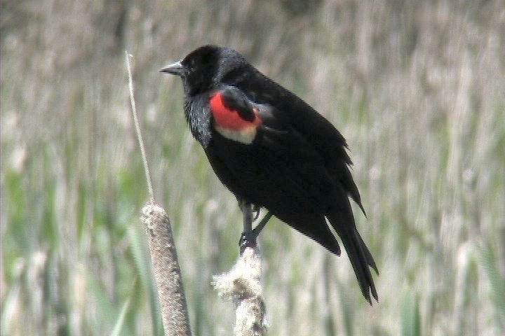 Blackbird, Red-winged 3