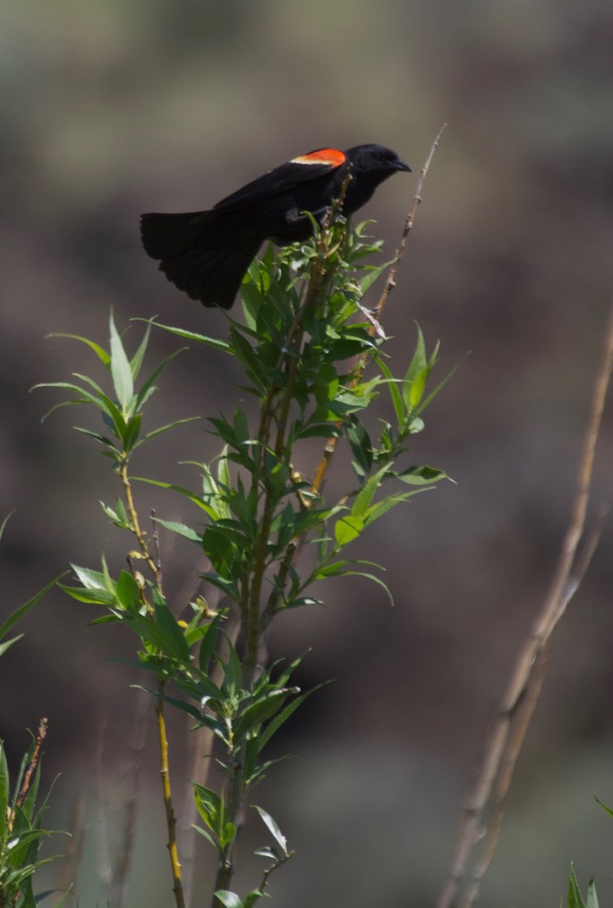 Blackbird, Red winged a