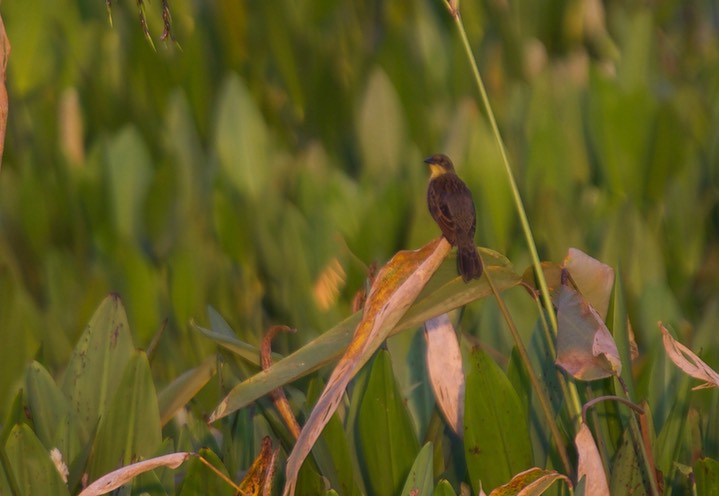 Blackbird, Unicolored