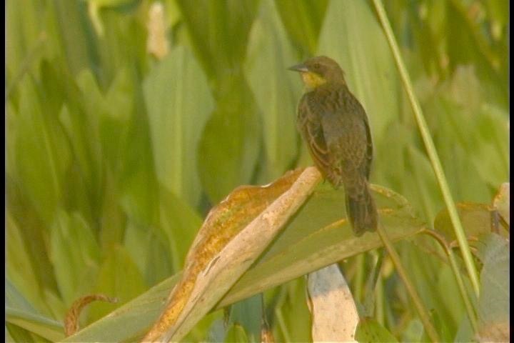 Blackbird, Unicolored