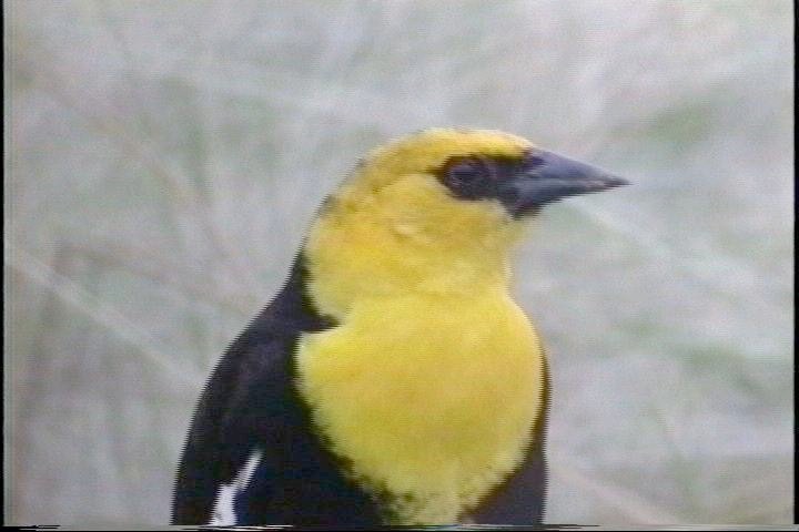 Blackbird, Yellow-headed4