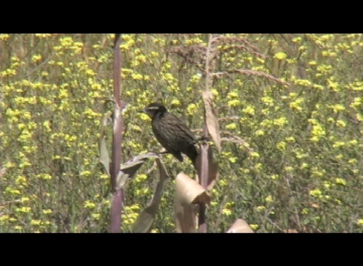 Blackbird, Yellow-winged