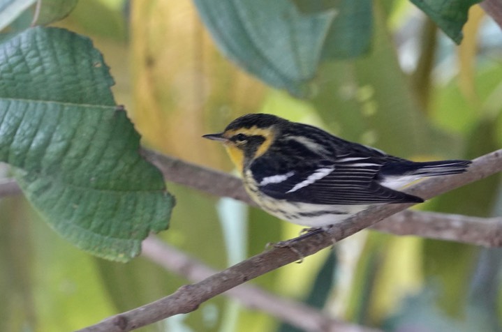 Blackburnian Warbler, Dendroica fusca2