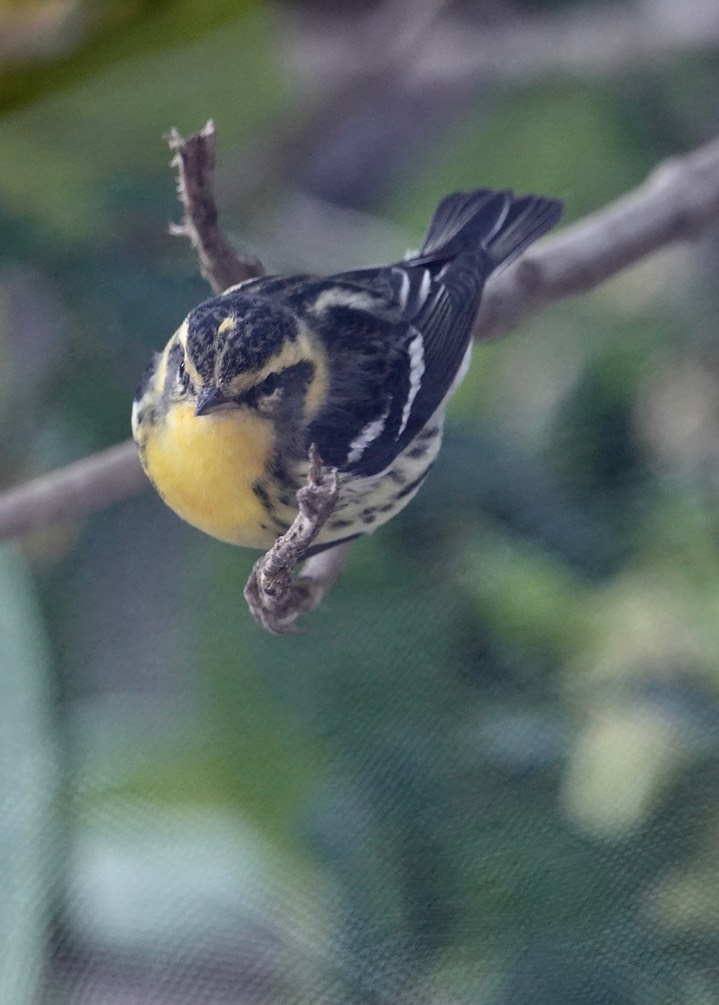 Blackburnian Warbler, Dendroica fusca3